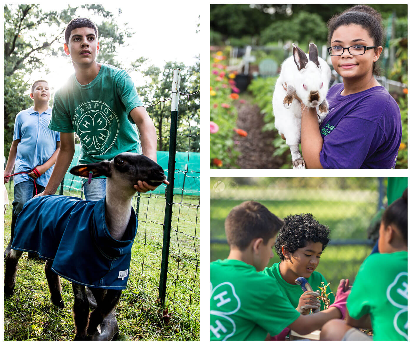 Three pictures of various 4-h students. In photo 1, two kids are helping a goat. In photo 2, a girl is holding a bunny. In photo 3, three kids are doing an outdoor activity.