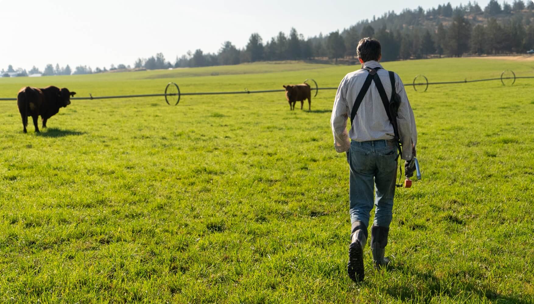 Image features a man wearing BOGS Work Boots in Black while                   walking into a field with cows.