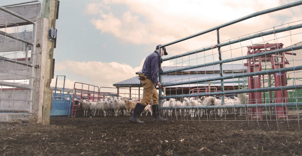 Image features a man opening a gate for his sheep wearing the Classic Seamless tall in black.