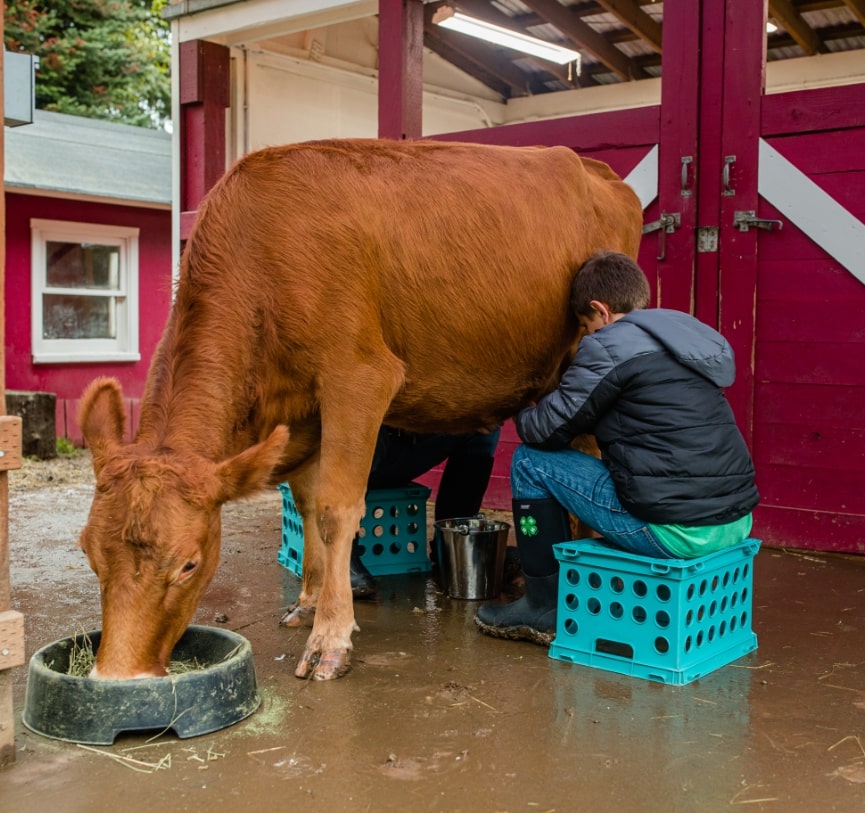 Support 4-H. We do. The image shown is a boy in his 4-H boots milking a cow.  Click this image to shop all of our 4-H boots.